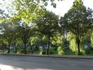 de nombreux arbres bordent les avenues de Tirana, ici les rives de la rivi�re Lana