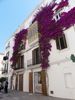 magnifiques bougainvilliers