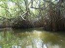 nous longeons la mangrove