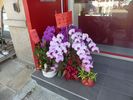 partout de magnifiques orchid�es, en particulier dans les temples