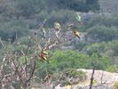 une compagnie de gu�piers