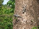 mais ceux-ci pr�f�rent un arbre