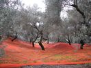 les b�ches sont �tal�es en pr�vision de la r�colte des olives