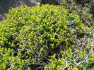 ce buisson tr�s �pineux porte de doux nom de"coussin de belle-m�re"