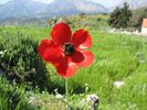 une an�mone couronn�e