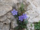 vous avez reconnu des campanules bien s�r