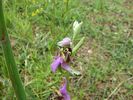 c'est un ophrys (orchid�e) abeille
