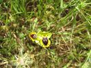 celui-ci est un ophrys mouche