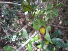 une aristoloche, pi�ge mortel pour les insectes 