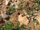 ces petites abeilles construisent des terriers