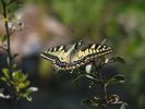 un machaon, magnifique