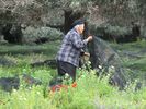 elle met en place des filets en pr�vision de la r�colte des olives