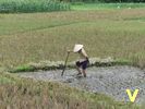 au travail dans sa rizière&emsp;<a href='d13.mp4' target='_blank'><span class='Style15'> en vidéo </span></a>